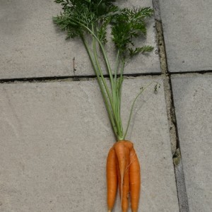 Oddity - 1st Peter Ellis