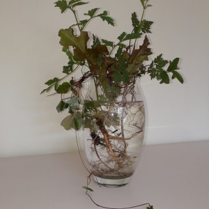 Roots Shoots and Leaves - 3rd Jackie Thackray