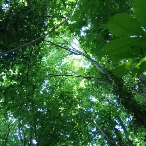 Under the Canopy - 3rd Kathy Walder